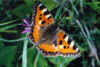 Aglais urticae.jpg (12239 byte)