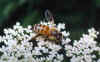 Apis mellifera .jpg (16617 byte)
