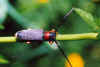 Cerambicidae.jpg (7815 byte)