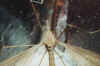 Tipula Maxima.jpg (46819 byte)