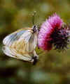 aporia crataegi in copula.jpg (11282 byte)