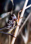 cavalletta .jpg (49228 byte)
