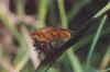 dittero 3 .jpg (7234 byte)