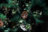 graphosoma italicum.JPG (9599 byte)
