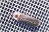 lampiridae maschio.jpg (27682 byte)