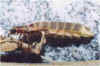 lampiridae.jpg (12472 byte)