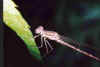 odonata giu 2001 Lungavilla.jpg (6924 byte)