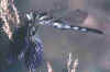predatori.JPG (8357 byte)