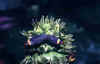 rincoti in copula.JPG (8741 byte)