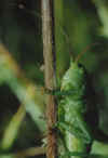 tettigonia.jpg (39135 byte)