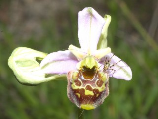 orchidea-selvatica.jpg
